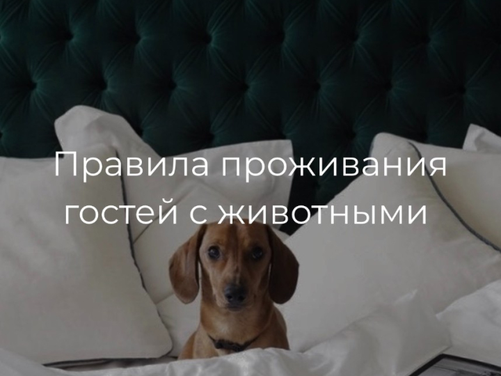 Правила проживания гостей с домашними животными